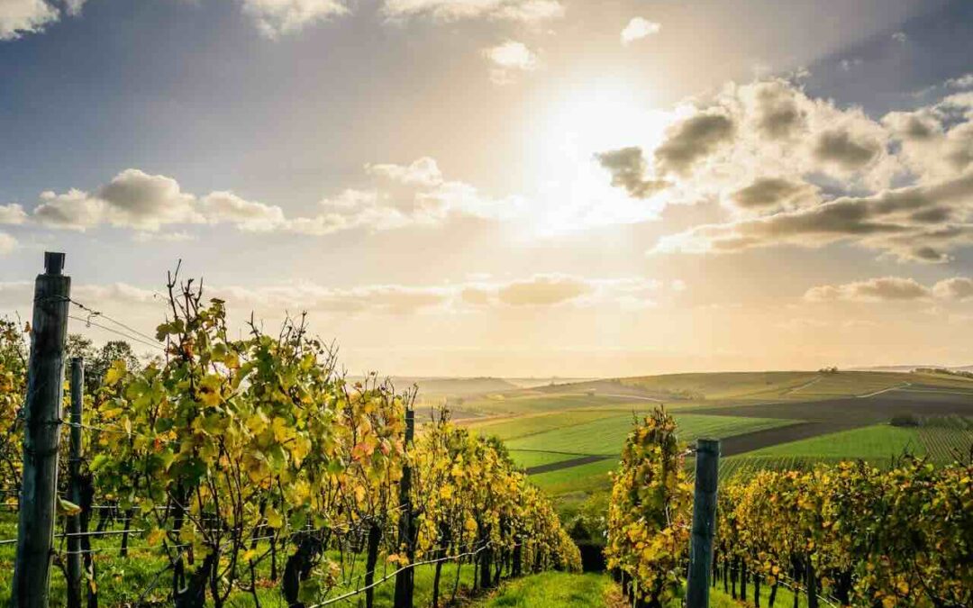 Amarone: Italiens eksklusive vinskat